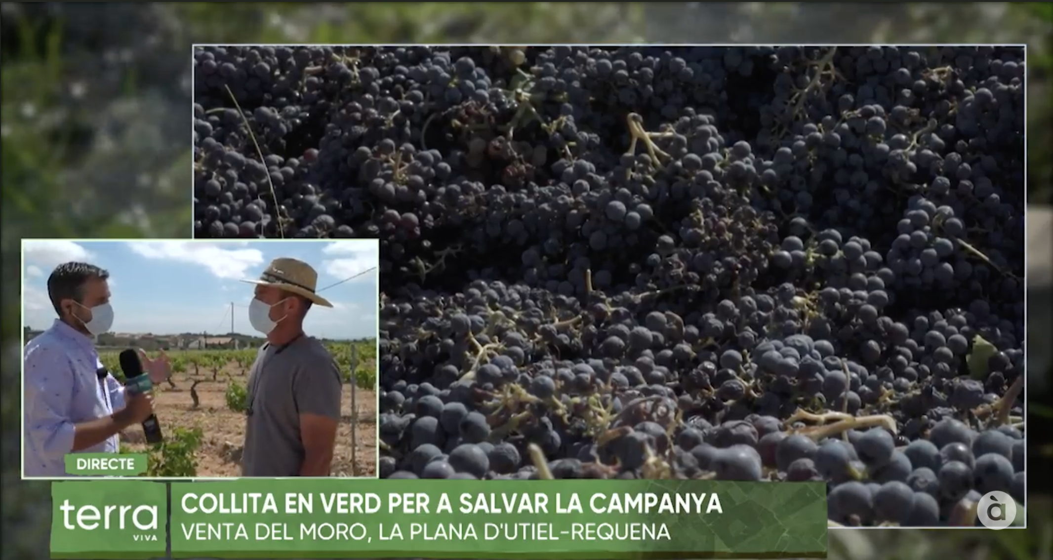 Bona collita, mala notícia