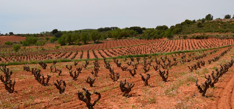 COAG apuesta por la cosecha en verde como medida más adecuada para abordar la crisis del sector vitivinícola por el COVID