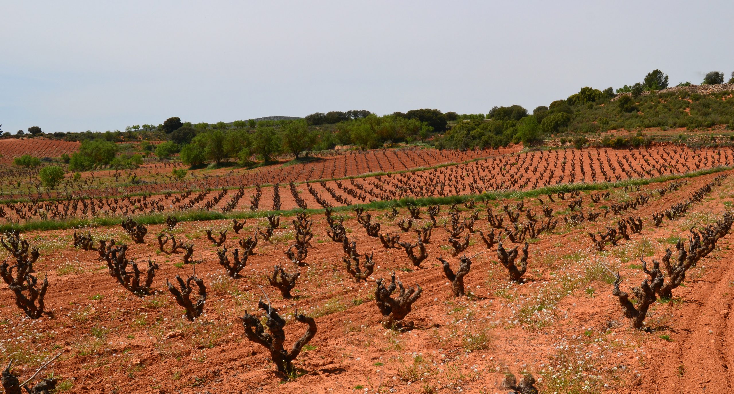 COAG apuesta por la cosecha en verde como medida más adecuada para abordar la crisis del sector vitivinícola por el COVID