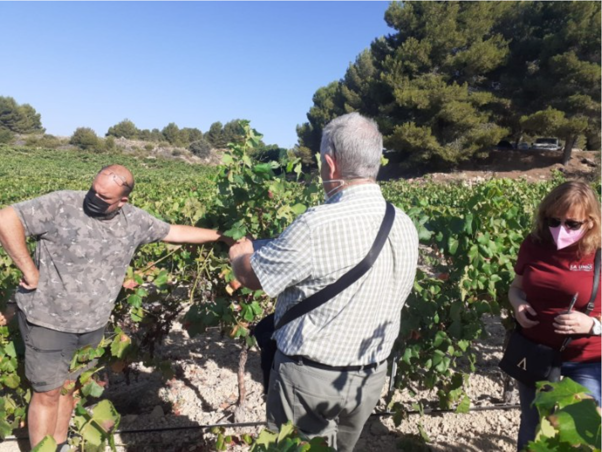 Danys per míldiu en vinyes de la comarca d’Utiel-Requena