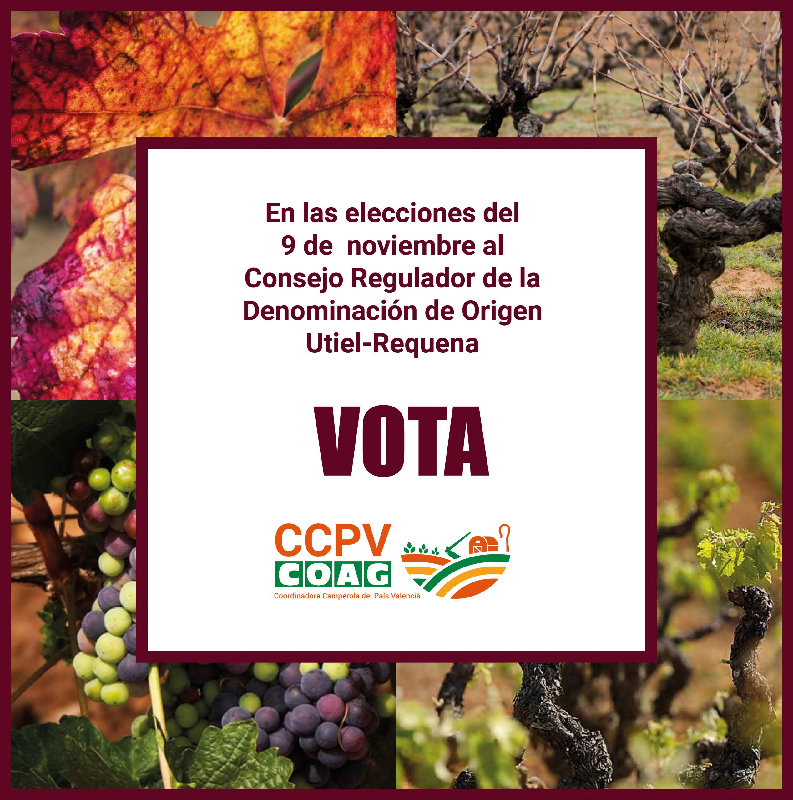 CCPV-COAG se presenta a las elecciones del D.O.  Utiel-Requena del 9 de noviembre