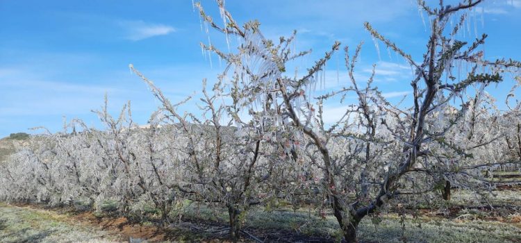 COAG demana ajudes per als productors de fruites i hortalisses afectats per les gelades més nocives dels últims 42 anys