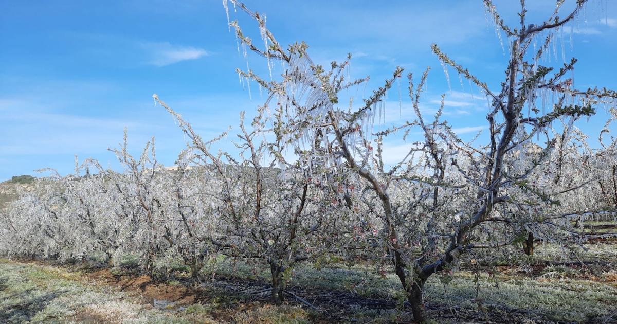 COAG demana ajudes per als productors de fruites i hortalisses afectats per les gelades més nocives dels últims 42 anys
