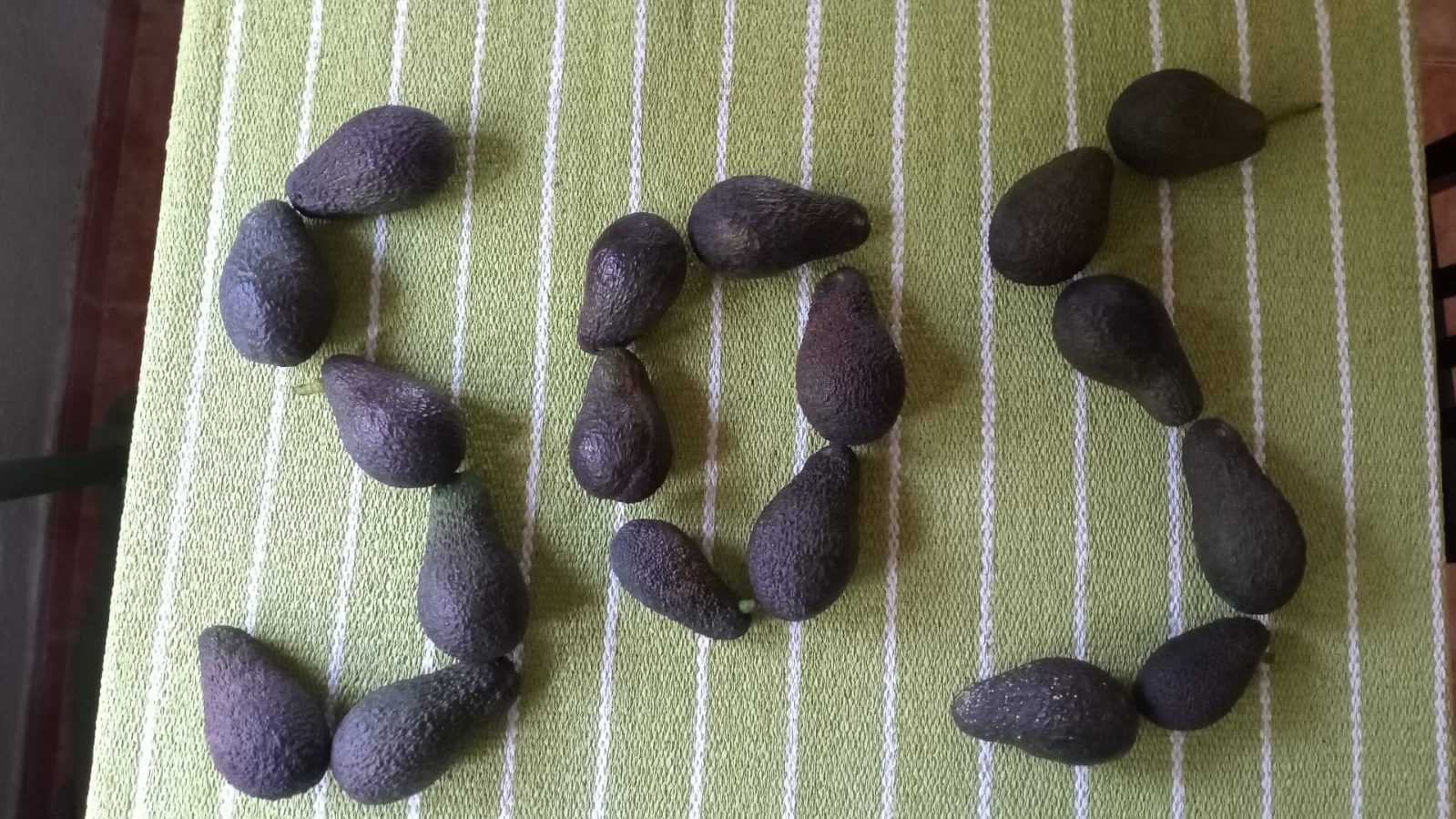 pol·linització de l’lalvocat