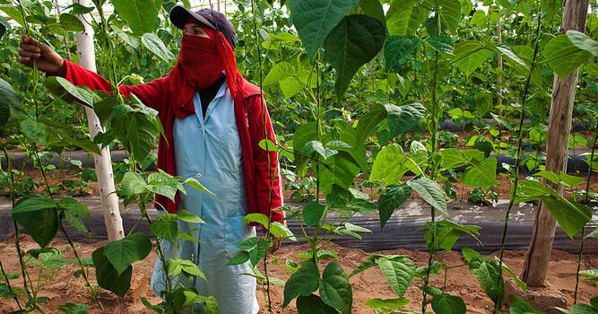 Etiquetar tomaques i melons com a originaris del Regne del Marroc en lloc d’originaris del Sàhara Occidental infringeix la legislació de la UE.