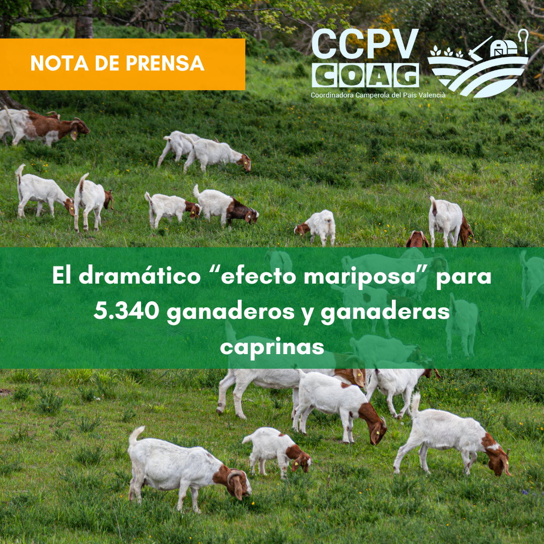 El dramàtic “efecte papallona” per a 5.340 ramaders i ramaderes caprines