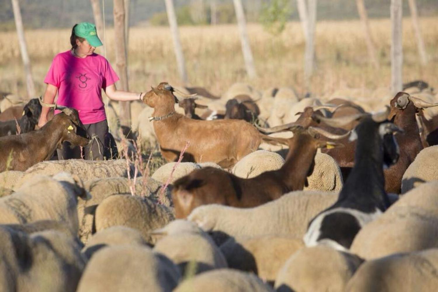 Oberta la convocatòria d’ajudes per a modernitzar i fer més sostenibles les explotacions ramaderes de la Comunitat Valenciana