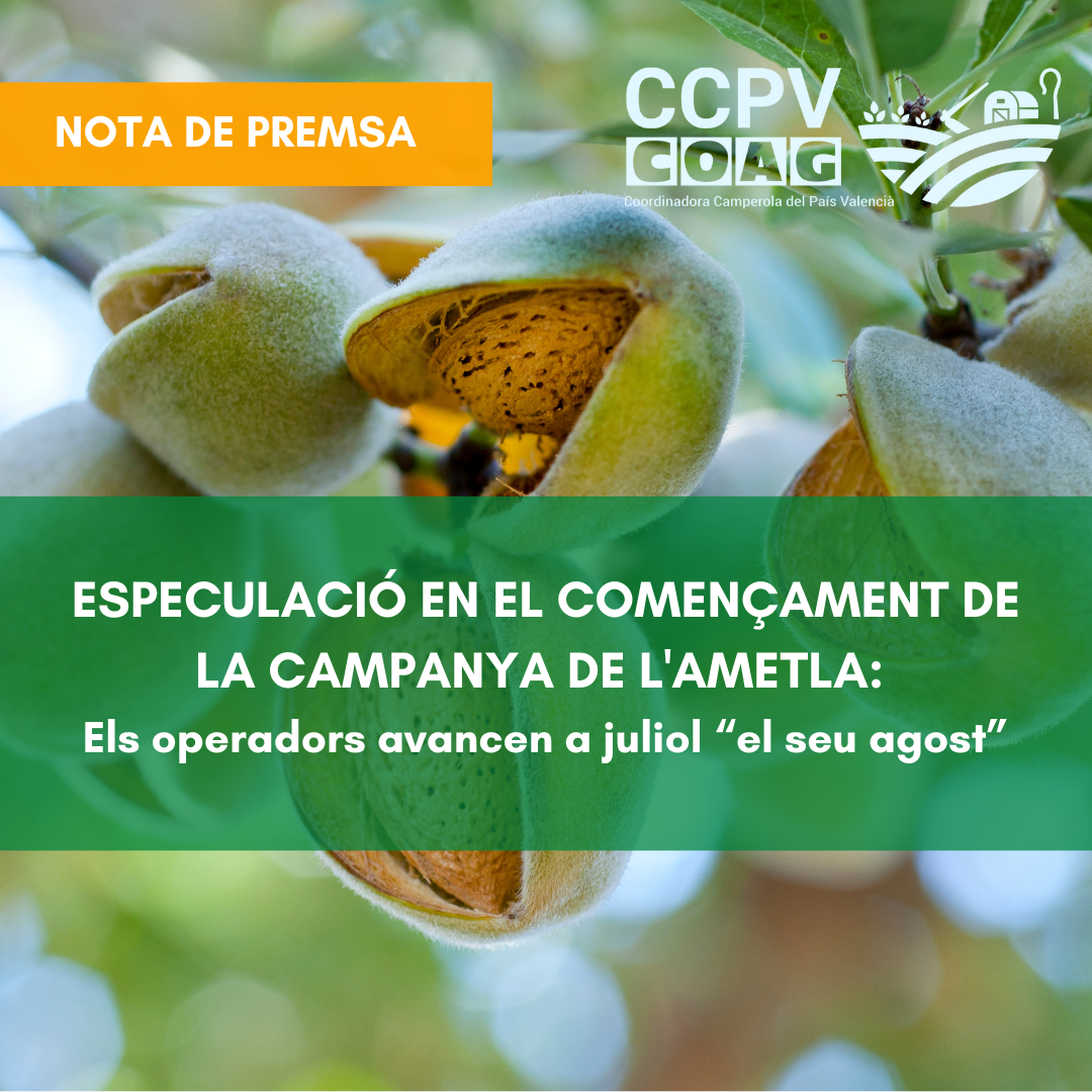 ESPECULACIÓ EN EL COMENÇAMENT DE LA CAMPANYA DE L’AMETLA: Els operadors avancen a juliol “el seu agost”