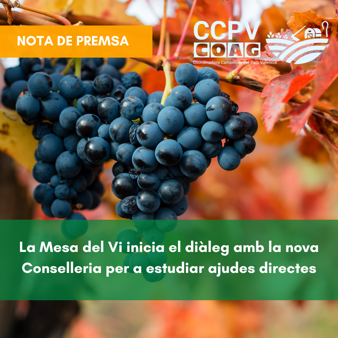 La Mesa del Vi inicia el diàleg amb la nova Conselleria per a estudiar ajudes directes