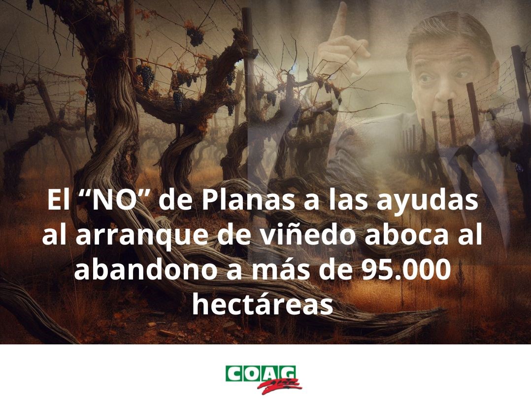 El “NO” de Planas a les ajudes a l’arrancada de vinya aboca a l’abandó a més de 95.000 hectàrees