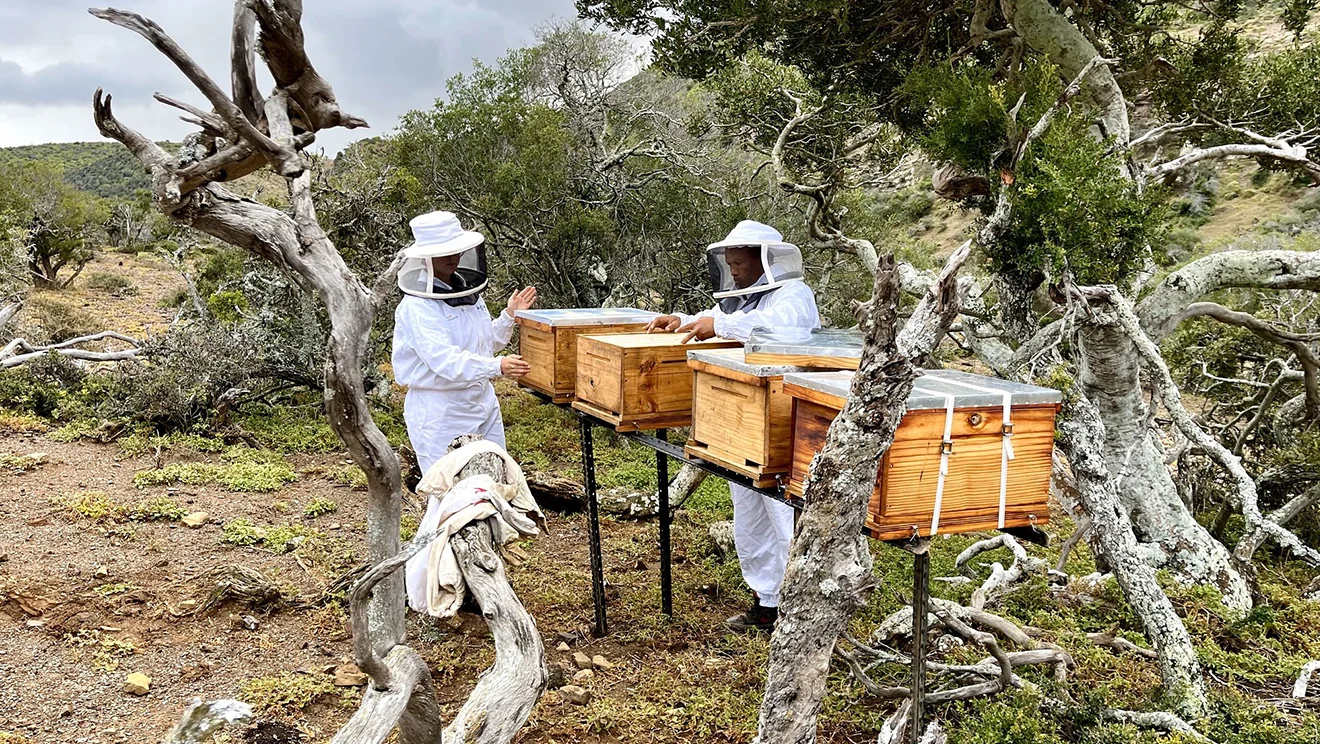 El Consejo de Ministros declara la apicultura en España como Manifestación Representativa del Patrimonio Cultural Inmaterial