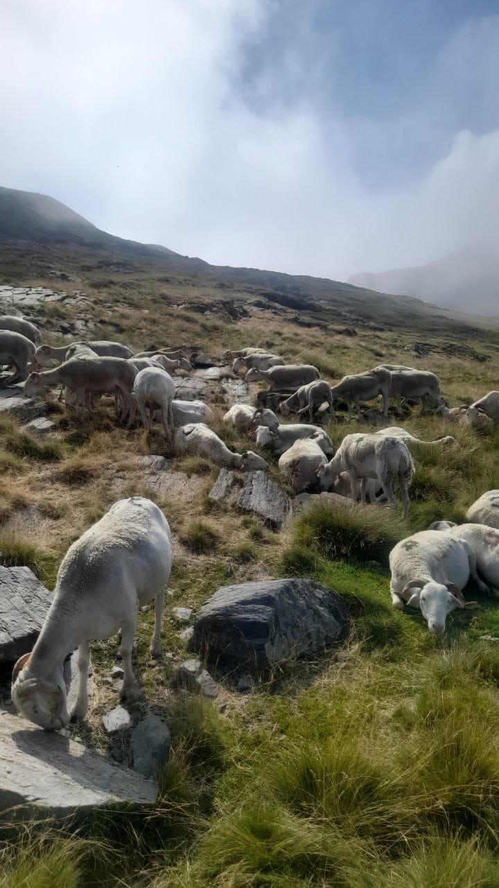 Ayudas ganadería ecológica
