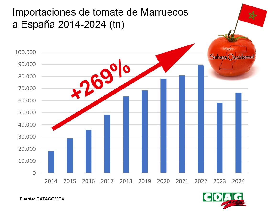 Tomates “sin origen”: el cherry del Sáhara se disfraza de marroquí en los supermercados españoles